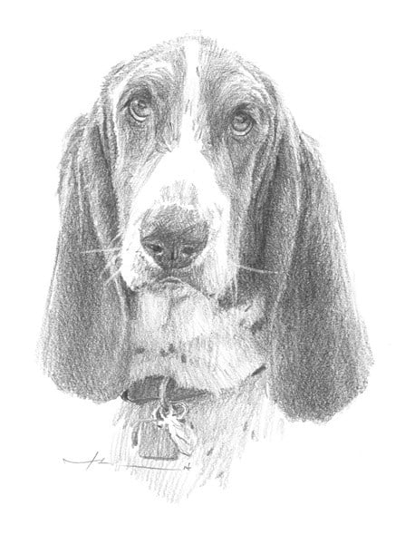 basset hound pencil portrait from a photo by portrait artist Mike Theuer