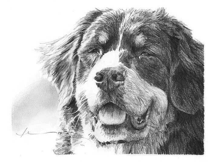 bernese mountain dog drawing from a photo by portrait artist Mike Theuer