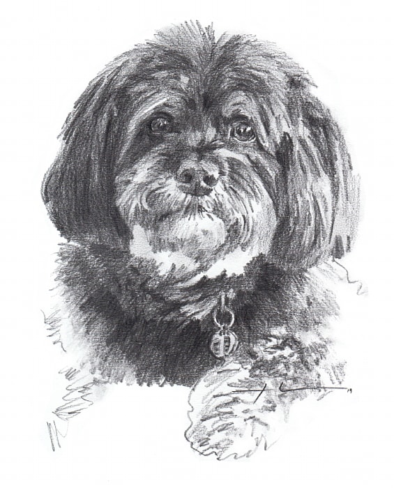 black cockapoo pencil portrait from a photo by portrait artist Mike Theuer