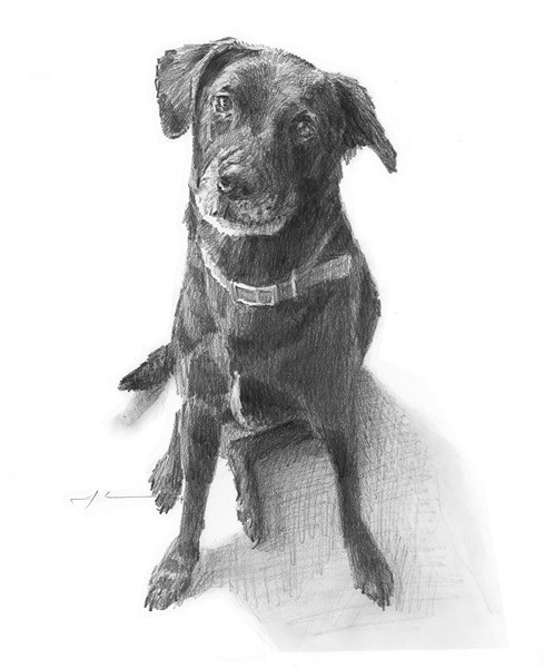 black dog pencil portrait from a photo by portrait artist Mike Theuer