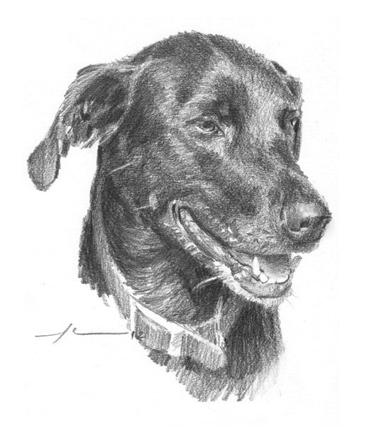 black lab pencil drawing from a photo by portrait artist Mike Theuer