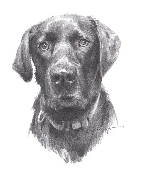 black labrador closeup pencil portrait from a photo by portrait artist Mike Theuer