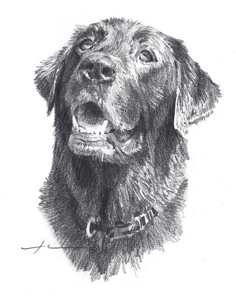 black labrador wet pencil portrait from a photo by portrait artist Mike Theuer