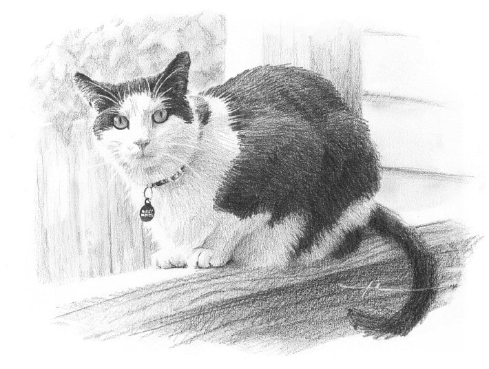 black white cat pencil portrait from a photo by portrait artist Mike Theuer