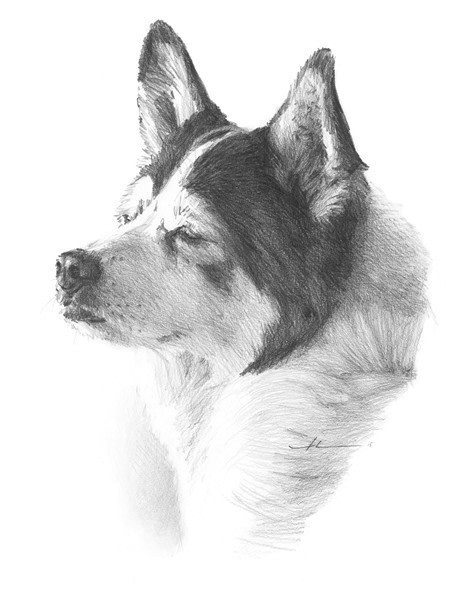 black white dog Teko pencil portrait from a photo by portrait artist Mike Theuer