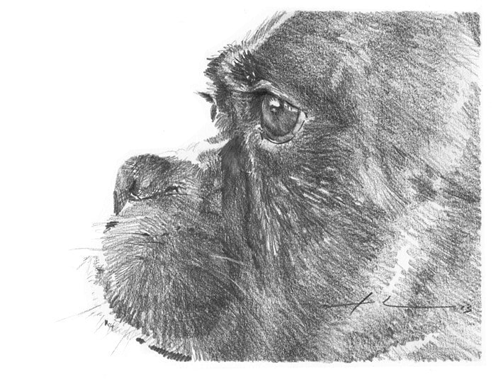 boxer dog pencil portrait from a photo by portrait artist Mike Theuer