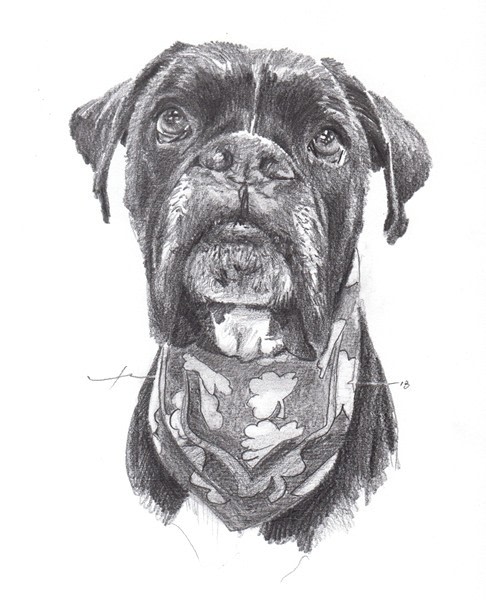 boxer dog with bandana pencil portrait from a photo by portrait artist Mike Theuer