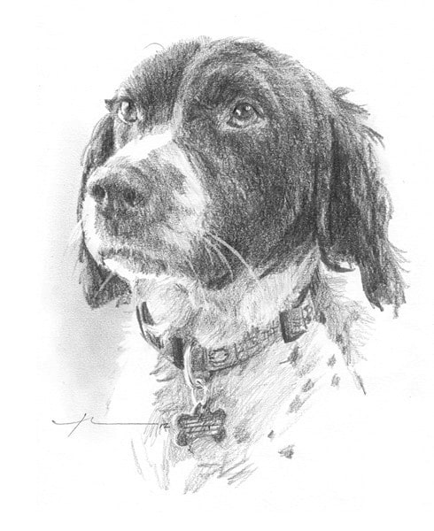brittany spaniel pencil drawing from a photo by portrait artist Mike Theuer
