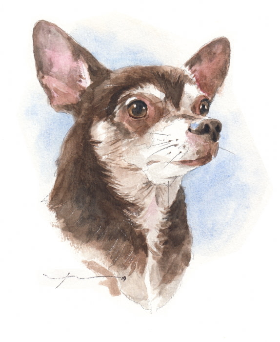 brown white chihuahua watercolor portrait from a photo by portrait artist Mike Theuer