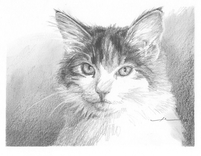 calico cat pencil portrait from a photo by portrait artist Mike Theuer