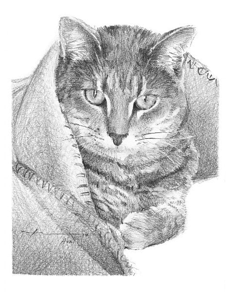 cat in a blanket pencil portrait from a photo by portrait artist Mike Theuer