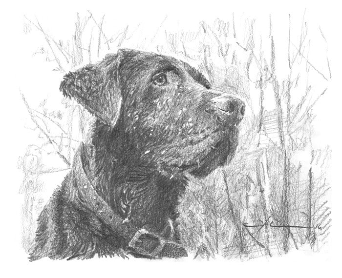 chocolate labrador in woods drawing from a photo by portrait artist Mike Theuer