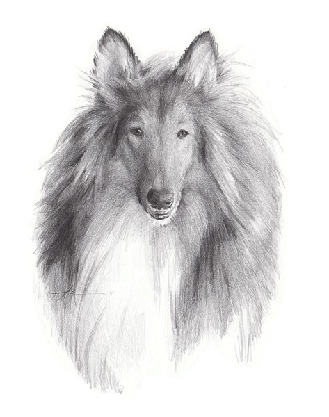 collie dog pencil portrait from a photo by portrait artist Mike Theuer