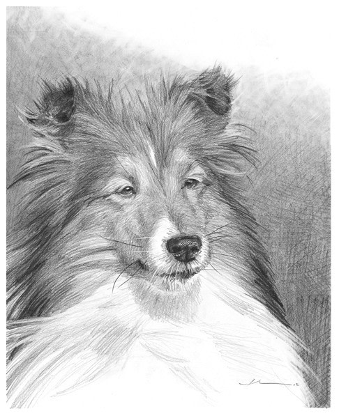 collie pencil portrait from a photo by portrait artist Mike Theuer