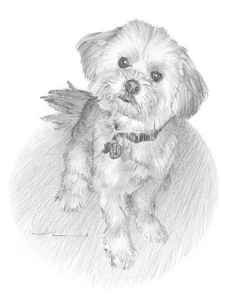 curious dog pencil portrait from a photo by portrait artist Mike Theuer