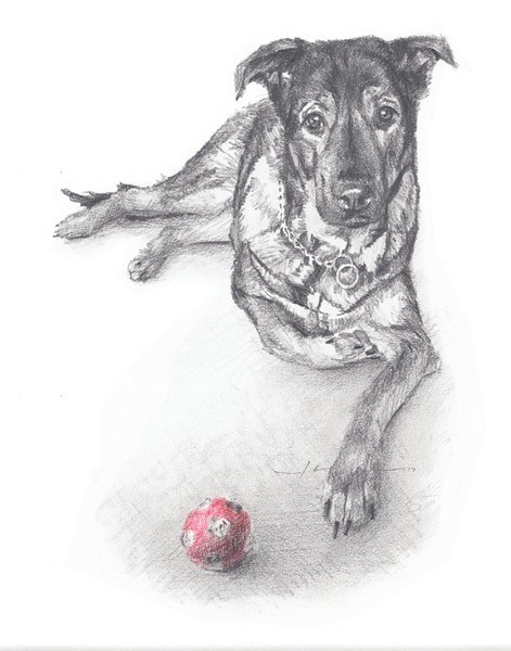 dog_and_red_ball_pencil_portrait_mike_theuer
