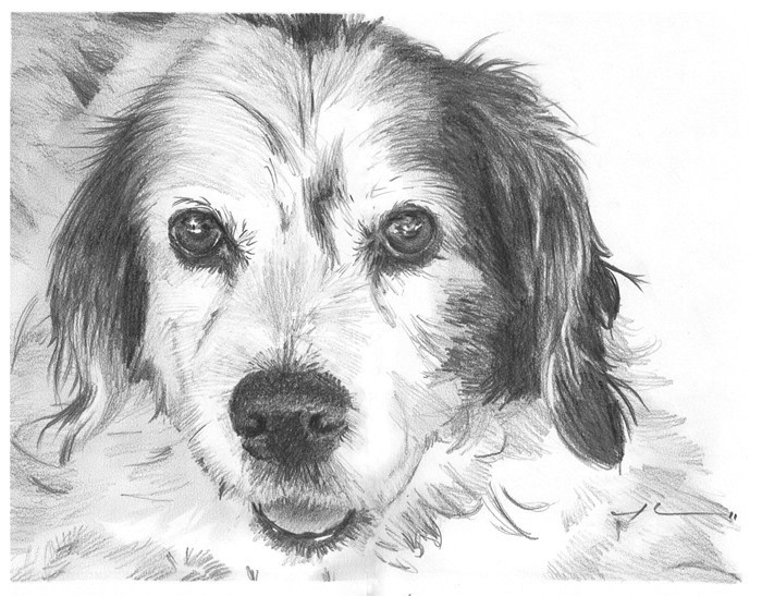 dog drawing from a photo by portrait artist Mike Theuer