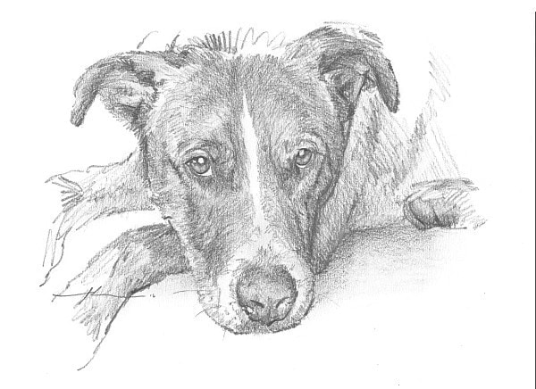 dog resting drawing from a photo by portrait artist Mike Theuer
