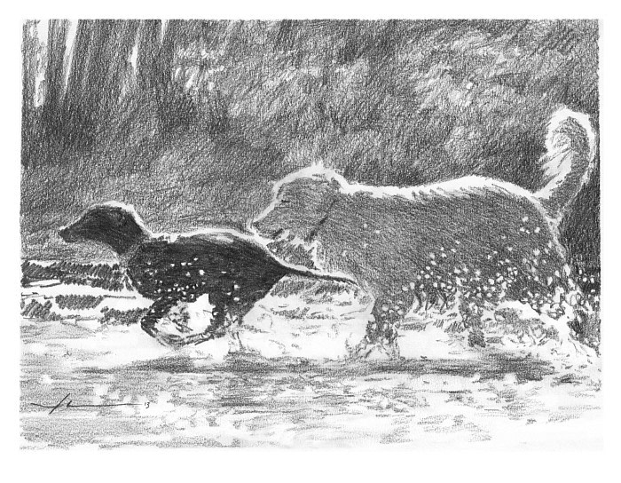 dogs running through stream pencil drawing from a photo by portrait artist Mike Theuer