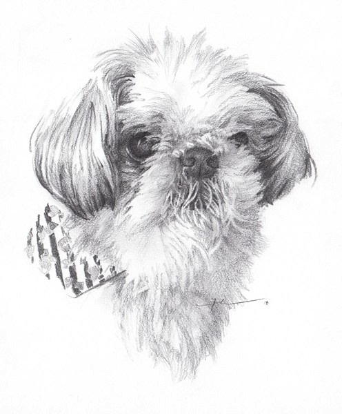 elderly shih tzu pencil portrait from a photo by portrait artist Mike Theuer