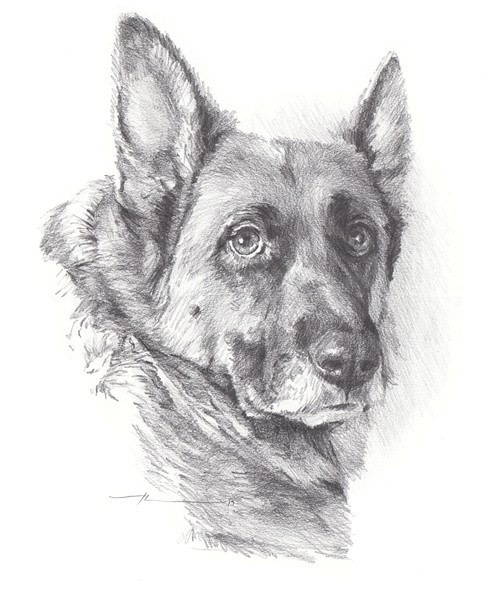 family dog pencil portrait from a photo by portrait artist Mike Theuer