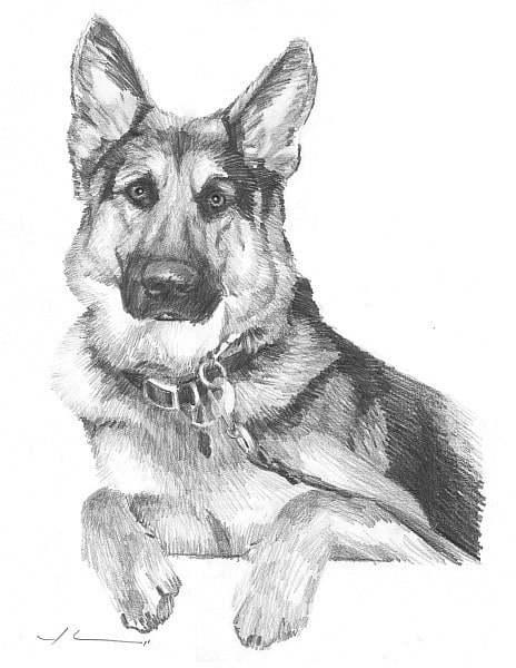 german shepherd pencil portrait from a photo by portrait artist Mike Theuer