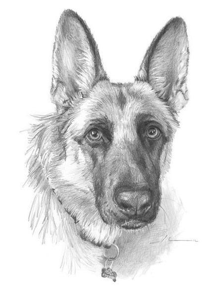 german shepherd pencil drawing from a photo by portrait artist Mike Theuer