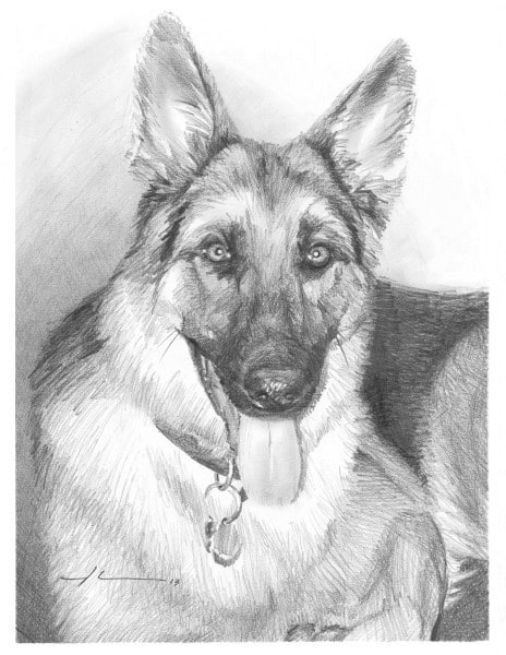 german shepherd pencil portrait from a photo by portrait artist Mike Theuer