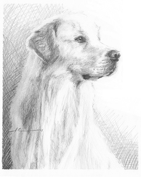 golden retriever pencil drawing from a photo by portrait artist Mike Theuer