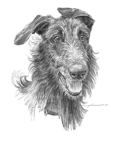 hairy handsome dog portrait from a photo by portrait artist Mike Theuer