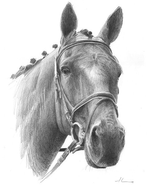 horse drawing from a photo by portrait artist Mike Theuer