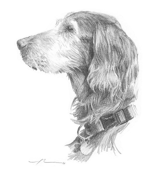 irish setter dog pencil portrait from a photo by portrait artist Mike Theuer