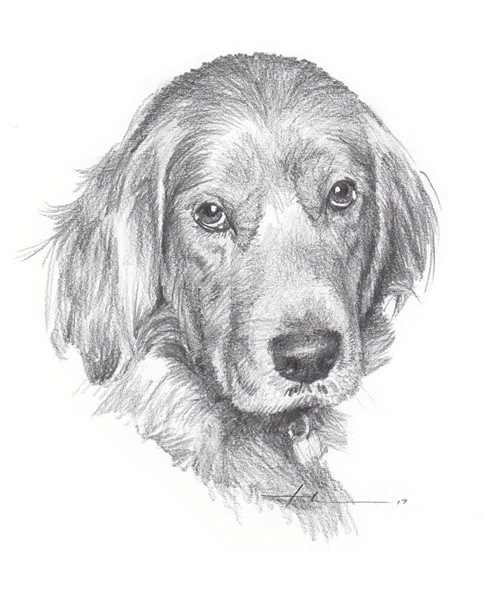 irish setter pencil portrait from a photo by portrait artist Mike Theuer