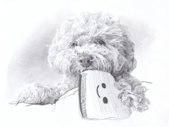 labradoodle pencil portrait from a photo by portrait artist Mike Theuer