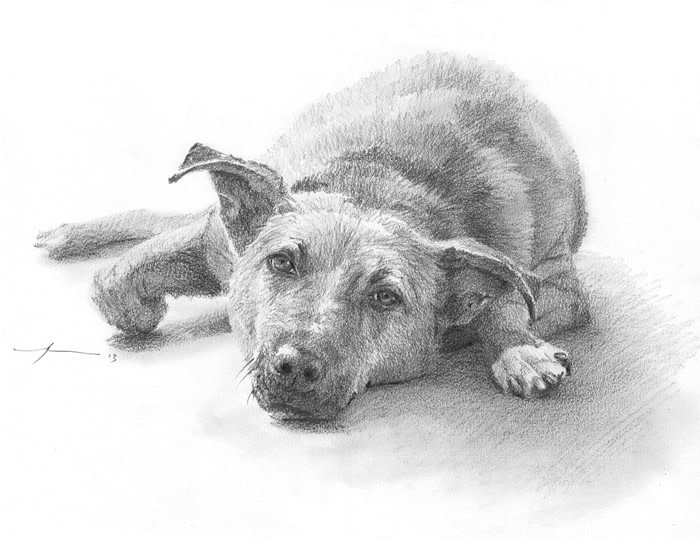 lazing dog pencil portrait from a photo by portrait artist Mike Theuer