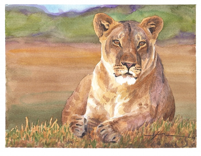 lioness watercolor portrait from a photo by portrait artist Mike Theuer