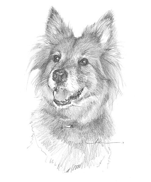long hair eager dog pencil portrait from a photo by portrait artist Mike Theuer
