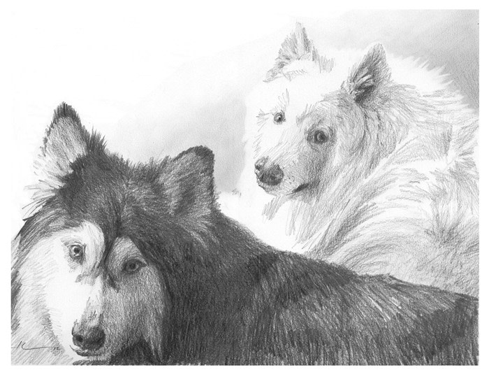 malamutes pencil portrait from a photo by portrait artist Mike Theuer