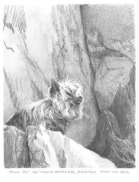 mountain yorkshire terrier pencil portrait from a photo by portrait artist Mike Theuer