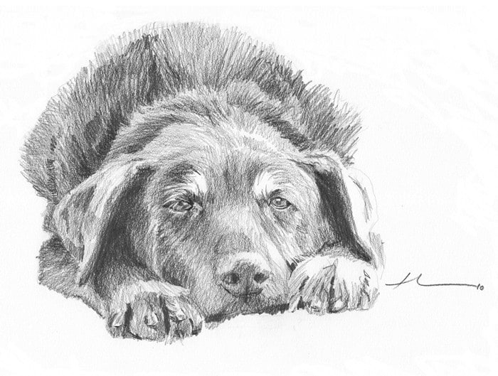 mutt pencil drawing from a photo by portrait artist Mike Theuer