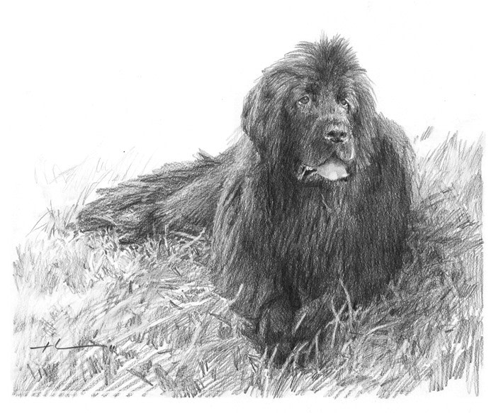 newfoundland dog pencil drawing from a photo by portrait artist Mike Theuer