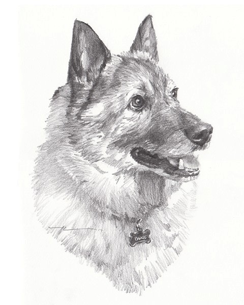 norwegian elk hound pencil portrait from a photo by portrait artist Mike Theuer