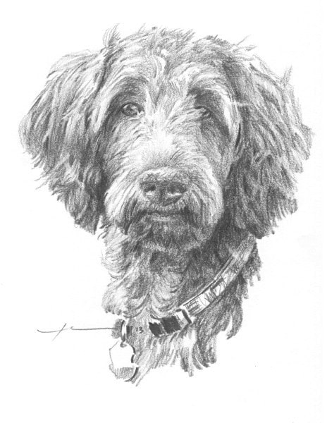 poodle dog pencil drawing from a photo by portrait artist Mike Theuer