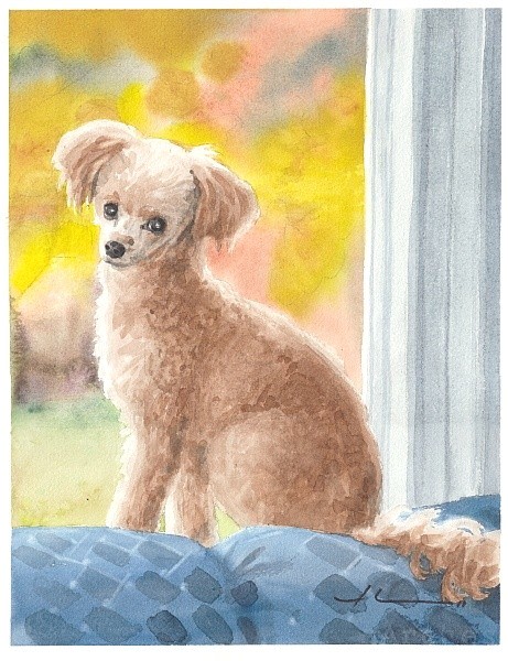 poodle watercolor painting from a photo by portrait artist Mike Theuer