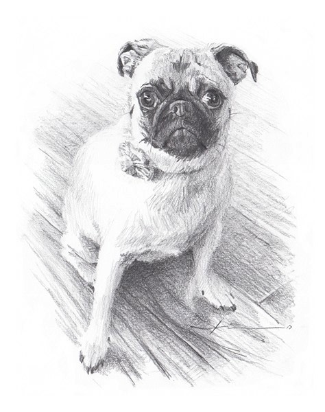 pug posing pencil portrait from a photo by portrait artist Mike Theuer