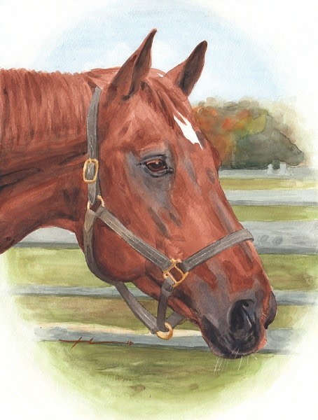 quarter horse watercolor portrait from a photo by portrait artist Mike Theuer