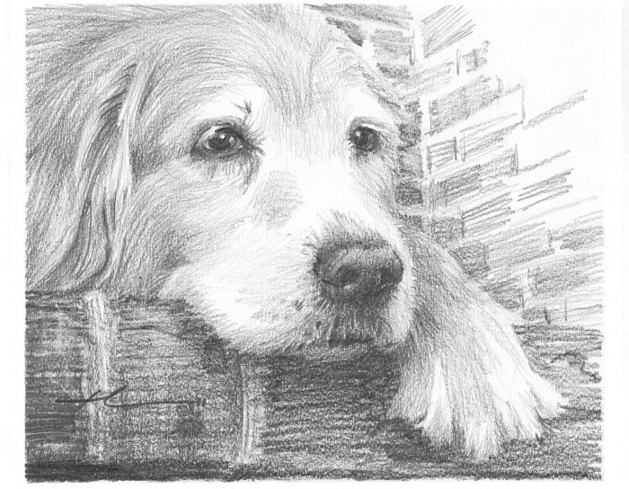 setter dog drawing from a photo by portrait artist Mike Theuer