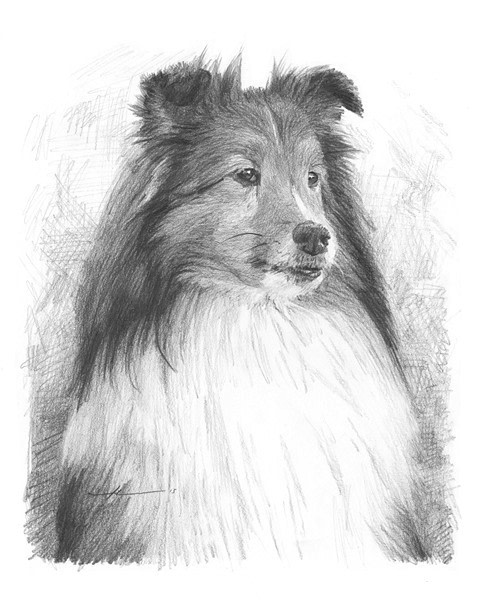 sheltie pencil portrait from a photo by portrait artist Mike Theuer
