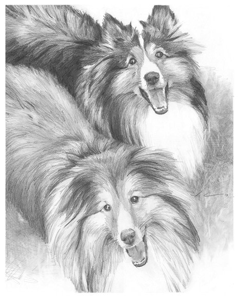 shelties pencil portrait from a photo by portrait artist Mike Theuer