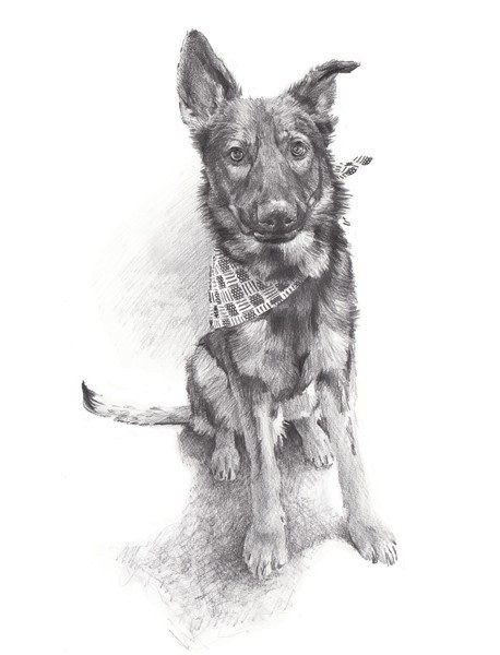 shepherd rottweiler pup pencil portrait from a photo by portrait artist Mike Theuer